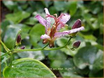 Tricyrtis formosana 'Gilt Edge'