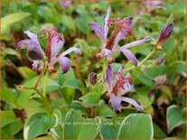 Tricyrtis formosana 'Gilt Edge'