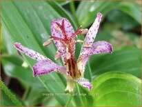 Tricyrtis formosana 'Gilt Edge'