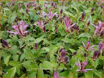 Tricyrtis formosana 'Gilt Edge'