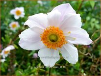 Anemone 'Ruffled Swan'