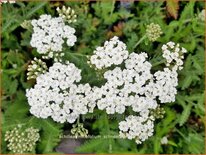 Achillea millefolium &#39;Schneetaler&#39;