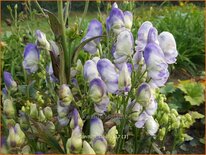 Aconitum 'Cloudy'