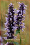 Agastache 'Black Adder'