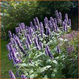 Agastache 'Black Adder'