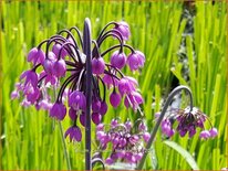 Allium cernuum 'Hidcote'