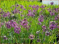 Allium cernuum 'Hidcote'