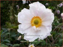 Anemone 'Dreaming Swan'