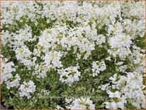 Arabis ferdinandi-coburgii 'Variegata'