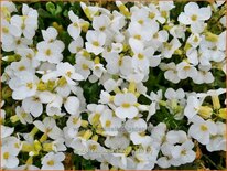 Arabis ferdinandi-coburgii 'Variegata'