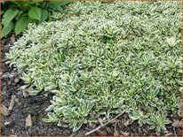 Arabis ferdinandi-coburgii 'Variegata'