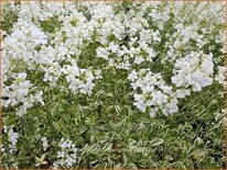Arabis ferdinandi-coburgii 'Variegata'
