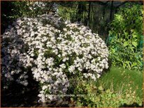 Aster ageratoides 'Asran'