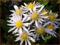 Aster ageratoides 'Asran'