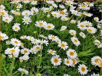 Aster alpinus 'Albus'