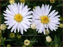Aster 'Apollo'