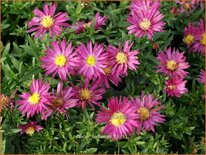 Aster 'Bahamas'