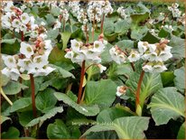 Bergenia 'Jelle'