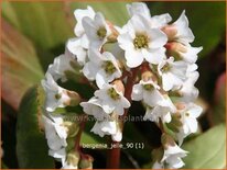 Bergenia 'Jelle'