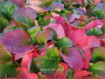 Bergenia 'Jelle'