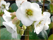 Bergenia 'Jelle'