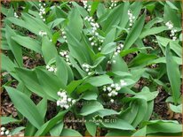 Convallaria majalis