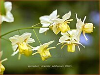 Epimedium versicolor 'Sulphureum'