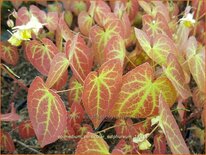 Epimedium versicolor 'Sulphureum'