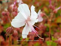 Geranium cantabrigiense 'Lohfelden'