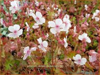 Geranium cantabrigiense 'Lohfelden'