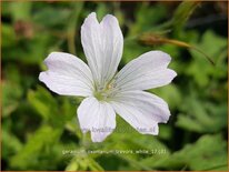 Geranium oxonianum 'Trevor's White'