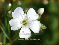 Gypsophila repens 'Filou White'