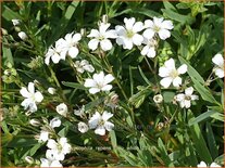 Gypsophila repens 'Filou White'