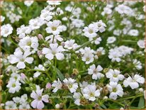Gypsophila repens 'Filou White'