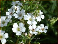 Gypsophila repens 'Filou White'