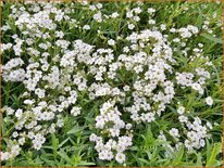 Gypsophila repens 'Filou White'