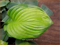Hosta 'Guacamole'