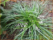 Ophiopogon japonicus 'Sparkler'