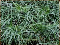 Ophiopogon japonicus 'Sparkler'