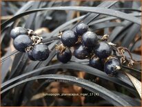 Ophiopogon planiscapus 'Niger'