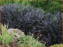 Ophiopogon planiscapus 'Niger'
