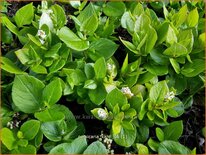 Persicaria kahil