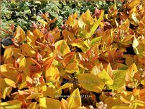 Persicaria kahil