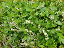 Persicaria kahil