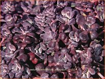 Sedum spathulifolium 'Purpureum'