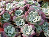 Sedum spathulifolium 'Purpureum'