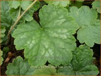 Tellima grandiflora 'Forest Frost'