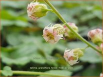 Tellima grandiflora 'Forest Frost'
