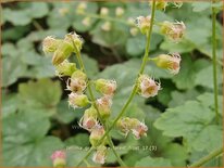 Tellima grandiflora 'Forest Frost'