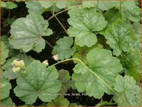 Tellima grandiflora 'Forest Frost'